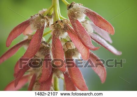 USA, Washington, Maple seeds, close-up View Large Photo Image Stock Photo - USA, Washington, Maple seeds, close-up. Fotosearch