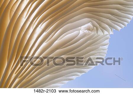 USA, Washington, Oyster Mushroom - detail of gills View Large Photo Image Stock Image - USA, Washington, Oyster Mushroom - detail of gills. Fotosearch