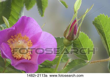 USA, Washington, Seabeck, Nootka Rose (Rosa nutkana) View Large Photo Image Stock Image - USA, Washington, Seabeck, Nootka Rose (Rosa nutkana). Fotosearch