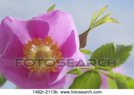USA, Washington, Seabeck, Nootka Rose (Rosa nutkana) View Large Photo Image Stock Image - USA, Washington, Seabeck, Nootka Rose (Rosa nutkana). Fotosearch