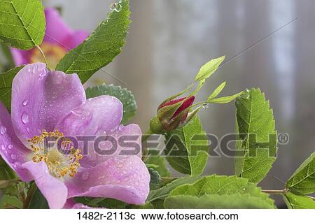 USA, Washington, Seabeck, Nootka Rose (Rosa nutkana) View Large Photo Image Stock Image - USA, Washington, Seabeck, Nootka Rose (Rosa nutkana). Fotosearch
