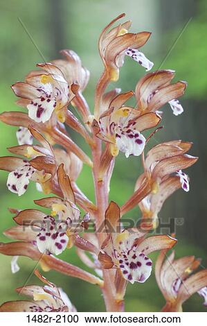 Stock Image - USA, Washington, Seabeck, Spotted Coralroot Corallorhiiza maculata. Fotosearch