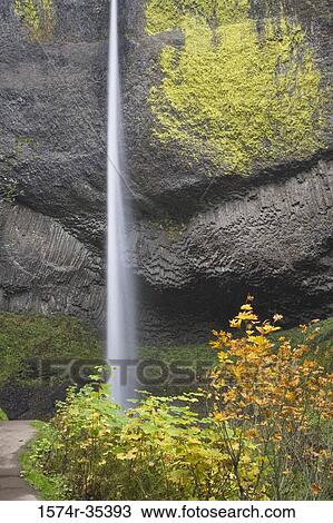 Waterfall in a forest, Latourell Falls, Columbia River Gorge, Oregon, USA View Large Photo Image Stock Image - Waterfall in a forest, Latourell Falls, Columbia River Gorge, Oregon, USA. Fotosearch
