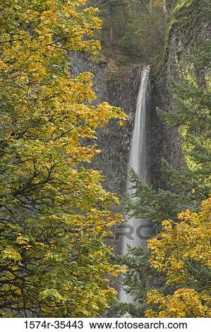 Stock Image - Waterfall in a forest, Latourell Falls, Columbia River Gorge, Oregon, USA. Fotosearch