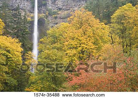 Waterfall in a forest, Multnomah Falls, Columbia River Gorge, Oregon, USA View Large Photo Image Stock Photo - Waterfall in a forest, Multnomah Falls, Columbia River Gorge, Oregon, USA. Fotosearch