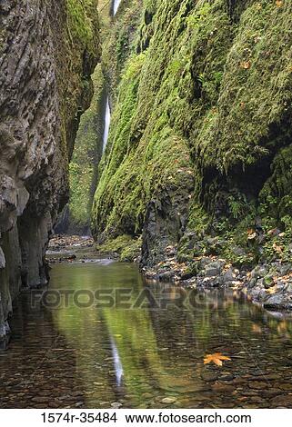Waterfall in a forest, Oneonta Falls, Oneonta Gorge, Columbia River Gorge, Oregon, USA View Large Photo Image Picture - Waterfall in a forest, Oneonta Falls, Oneonta Gorge, Columbia River Gorge, Oregon, USA. Fotosearch