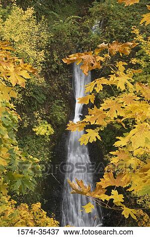 Waterfall in a forest, Shepperd's Dell, Columbia River Gorge, Oregon, USA View Large Photo Image Stock Photo - Waterfall in a forest, Shepperd's Dell, Columbia River Gorge, Oregon, USA. Fotosearch