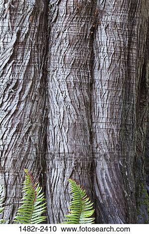 Stock Image - Western red cedar (Thuja plicata) bark with Sword ferns (Polystichum Munitum) at base, Washington State, USA. Fotosearch