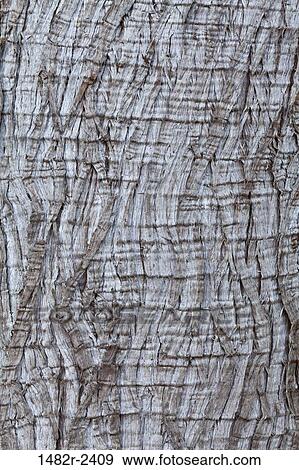Western red cedar (Thuja plicata) bark, Washington State, USA View Large Photo Image Stock Photo - Western red cedar (Thuja plicata) bark, Washington State, USA. Fotosearch