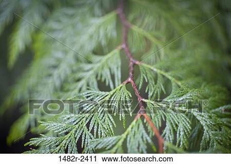 Western red cedar (Thuja plicata) branch, Washington State, USA View Large Photo Image Stock Image - Western red cedar (Thuja plicata) branch, Washington State, USA. Fotosearch