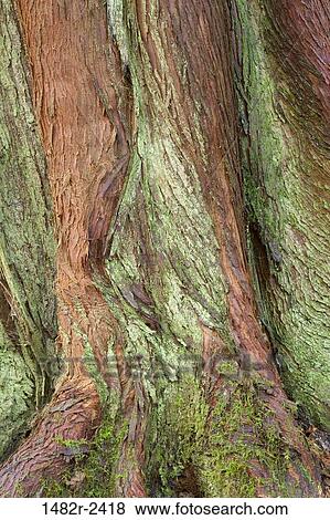 Western Red cedar trunk, Guillemot Cove Nature Reserve, Seabeck, Kitsap County, Washington State, USA View Large Photo Image Stock Photo - Western Red cedar trunk, Guillemot Cove Nature Reserve, Seabeck, Kitsap County, Washington State, USA. Fotosearch