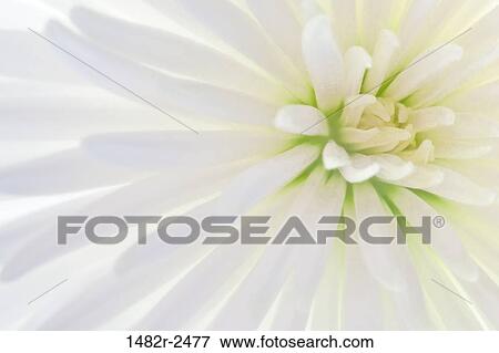 White Chrysanthemum flower View Large Photo Image Stock Photo - White Chrysanthemum flower. Fotosearch