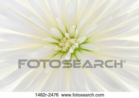 White Chrysanthemum flower View Large Photo Image Stock Photograph - White Chrysanthemum flower. Fotosearch