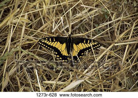 A Anise Swallowtail butterfly (Papilio zelicaon) View Large Photo Image Stock Photo - A Anise Swallowtail butterfly (Papilio zelicaon). Fotosearch