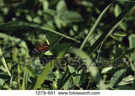 A Coolie butterfly on a plant View Large Photo Image Stock Image - A Coolie butterfly on a plant. Fotosearch