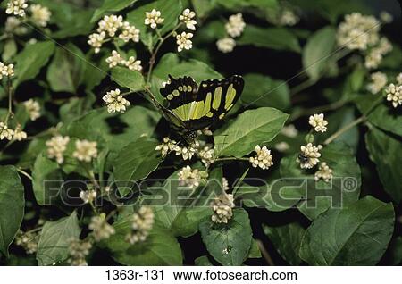Stock Image - A Malachite butterfly on a plant. Fotosearch
