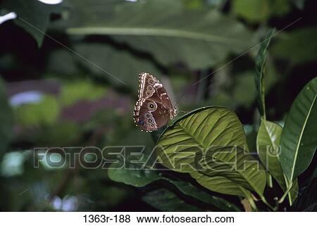 A Northern Pearly Eye butterfly on a plant (Enodia anthedon) View Large Photo Image Stock Photo - A Northern Pearly Eye butterfly on a plant (Enodia anthedon). Fotosearch