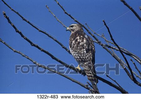 A Red-shouldered Hawk perched on a tree View Large Photo Image Stock Image - A Red-shouldered Hawk perched on a tree. Fotosearch