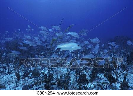 A school of fish View Large Photo Image Picture - A school of fish. Fotosearch