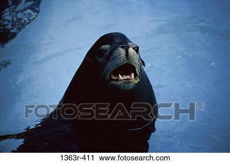 Stock Image - A sea lion in water. Fotosearch