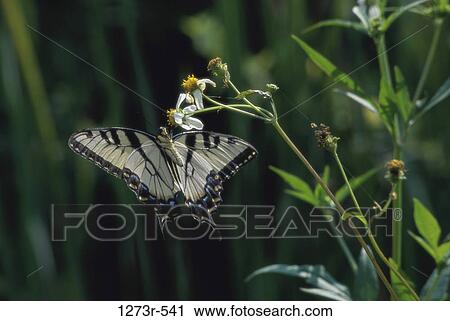 A Tiger Swallowtail butterfly on a plant (Papilio glaucas) View Large Photo Image Stock Image - A Tiger Swallowtail butterfly on a plant (Papilio glaucas). Fotosearch