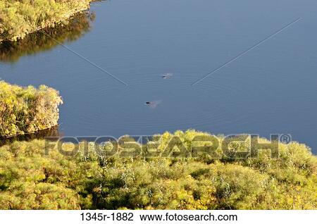 Aerial view of a delta, Okavango Delta, Botswana View Large Photo Image Stock Image - Aerial view of a delta, Okavango Delta, Botswana. Fotosearch