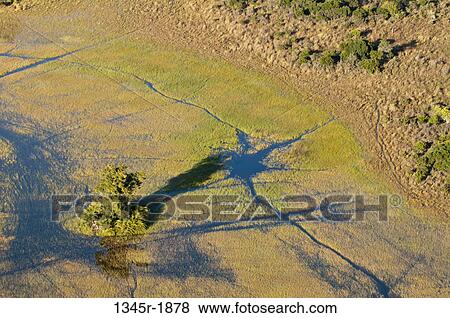 Aerial view of a delta, Okavango Delta, Botswana View Large Photo Image Stock Photo - Aerial view of a delta, Okavango Delta, Botswana. Fotosearch