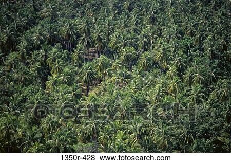 Aerial view of palm trees in a forest, Venezuela View Large Photo Image Stock Photo - Aerial view of palm trees in a forest, Venezuela. Fotosearch