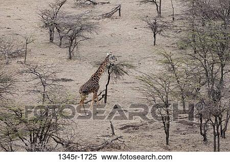 Africa, Kenya, Masai Mara, aerial view of Masai Giraffe (Giraffa camelopardalis) in savannah View Large Photo Image Stock Photography - Africa, Kenya, Masai Mara, aerial view of Masai Giraffe (Giraffa camelopardalis) in savannah. Fotosearch
