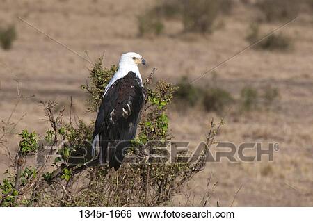 Africa, Kenya, Masai Mara, African Fish Eagle (Haliaeetus vocifer) perching on branch View Large Photo Image Stock Photograph - Africa, Kenya, Masai Mara, African Fish Eagle (Haliaeetus vocifer) perching on branch. Fotosearch