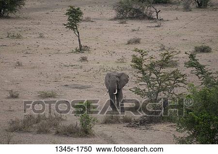 Stock Image - Africa, Kenya, Masai Mara, African Elephant (Loxodonta africana) in savannah. Fotosearch