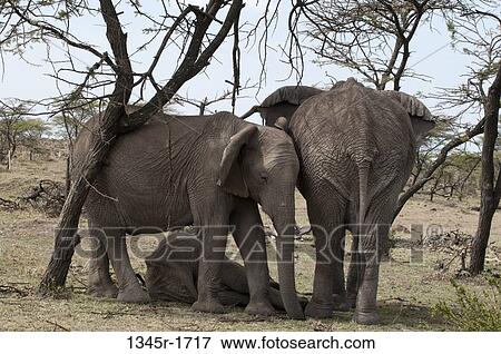 Africa, Kenya, Masai Mara, African Elephants (Loxodonta africana) View Large Photo Image Stock Photo - Africa, Kenya, Masai Mara, African Elephants (Loxodonta africana). Fotosearch