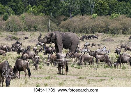 Africa, Kenya, Masai Mara, African Elephant (Loxodonta africana) among Wildebeets (Connochaetes taurinus) View Large Photo Image Stock Photography - Africa, Kenya, Masai Mara, African Elephant (Loxodonta africana) among Wildebeets (Connochaetes taurinus). Fotosearch