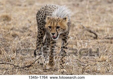 Africa, Kenya, Masai Mara, Cheetah (Acinonyx jubatus) View Large Photo Image Picture - Africa, Kenya, Masai Mara, Cheetah (Acinonyx jubatus). Fotosearch