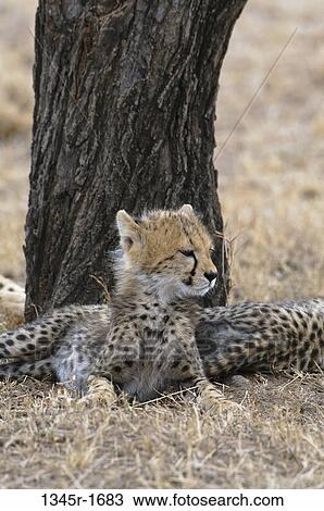 Africa, Kenya, Masai Mara, Cheetah (Acinonyx jubatus) lying under tree View Large Photo Image Stock Image - Africa, Kenya, Masai Mara, Cheetah (Acinonyx jubatus) lying under tree. Fotosearch