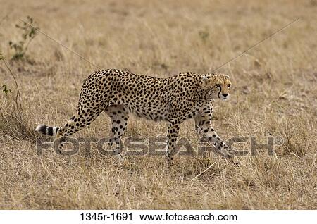 Africa, Kenya, Masai Mara, Cheetah (Acinonyx jubatus) View Large Photo Image Stock Image - Africa, Kenya, Masai Mara, Cheetah (Acinonyx jubatus). Fotosearch