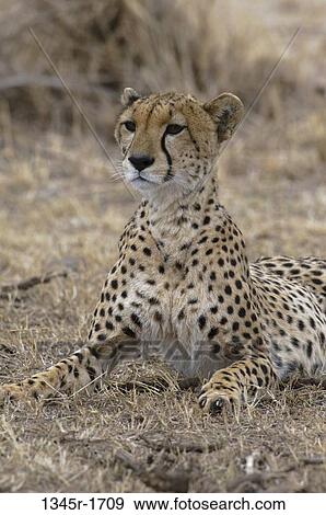 Africa, Kenya, Masai Mara, Cheetah (Acinonyx jubatus) View Large Photo Image Stock Photo - Africa, Kenya, Masai Mara, Cheetah (Acinonyx jubatus). Fotosearch