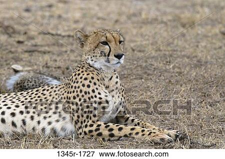 Africa, Kenya, Masai Mara, Cheetah (Acinonyx jubatus) View Large Photo Image Stock Photo - Africa, Kenya, Masai Mara, Cheetah (Acinonyx jubatus). Fotosearch