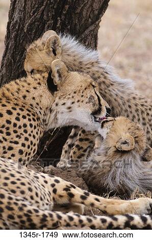 Stock Photo - Africa, Kenya, Masai Mara, Cheetah family (Acinonyx jubatus). Fotosearch