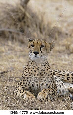 Africa, Kenya, Masai Mara, Cheetah (Acinonyx jubatus) View Large Photo Image Stock Photography - Africa, Kenya, Masai Mara, Cheetah (Acinonyx jubatus). Fotosearch