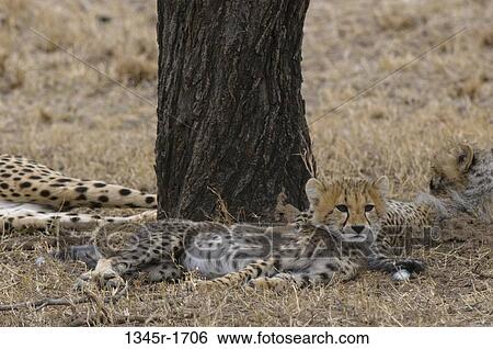 Africa, Kenya, Masai Mara, Cheetahs (Acinonyx jubatus) lying under tree View Large Photo Image Stock Photograph - Africa, Kenya, Masai Mara, Cheetahs (Acinonyx jubatus) lying under tree. Fotosearch