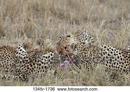 Africa, Kenya, Masai Mara, Cheetahs (Acinonyx jubatus) lying in grass View Large Photo Image Stock Photograph - Africa, Kenya, Masai Mara, Cheetahs (Acinonyx jubatus) lying in grass. Fotosearch