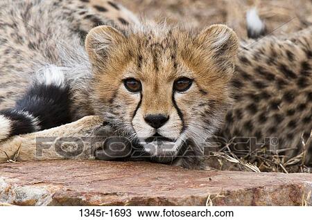 Africa, Kenya, Masai Mara, close up of young Cheetah (Acinonyx jubatus) View Large Photo Image Stock Image - Africa, Kenya, Masai Mara, close up of young Cheetah (Acinonyx jubatus). Fotosearch