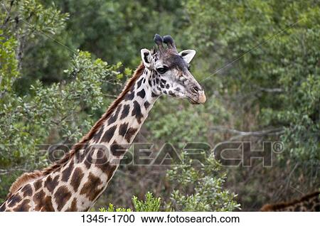 Africa, Kenya, Masai Mara, close up of Masai Giraffe (Giraffa camelopardalis) View Large Photo Image Stock Image - Africa, Kenya, Masai Mara, close up of Masai Giraffe (Giraffa camelopardalis). Fotosearch