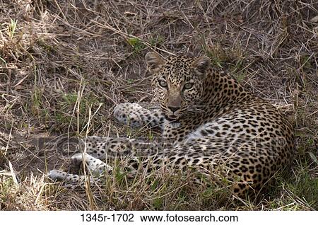 Africa, Kenya, Masai Mara, close up of Leopard (Panthera pardus) View Large Photo Image Stock Image - Africa, Kenya, Masai Mara, close up of Leopard (Panthera pardus). Fotosearch