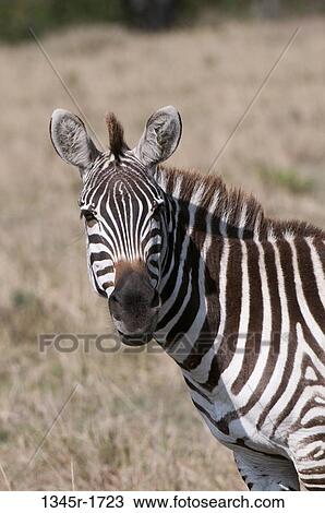 Africa, Kenya, Masai Mara, close up of Zebra (Equus quagga) View Large Photo Image Stock Image - Africa, Kenya, Masai Mara, close up of Zebra (Equus quagga). Fotosearch