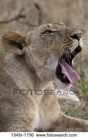 Africa, Kenya, Masai Mara, close up of roaring Lion (Panthera leo) View Large Photo Image Stock Image - Africa, Kenya, Masai Mara, close up of roaring Lion (Panthera leo). Fotosearch