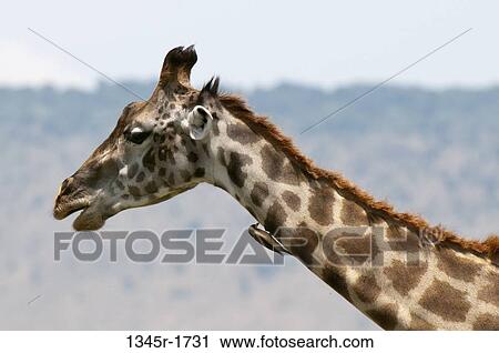 Stock Image - Africa, Kenya, Masai Mara, close up of Masai Giraffe (Giraffa camelopardalis). Fotosearch