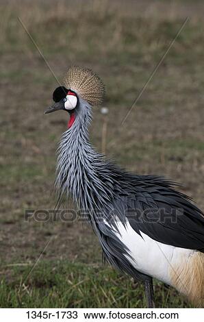 Stock Image - Africa, Kenya, Masai Mara, close up of Grey-crowned Crane (Balearica regulorum). Fotosearch