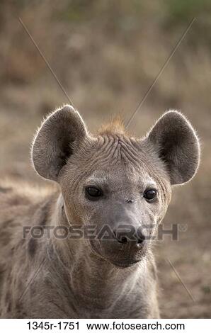 Africa, Kenya, Masai Mara, close up of Spotted Hyaena (Crocuta crocuta) View Large Photo Image Stock Image - Africa, Kenya, Masai Mara, close up of Spotted Hyaena (Crocuta crocuta). Fotosearch